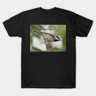 Carolina Chickadee T-Shirt